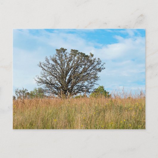 Oak Tree and Tall Grass Prairie Postkarte (Vorderseite)