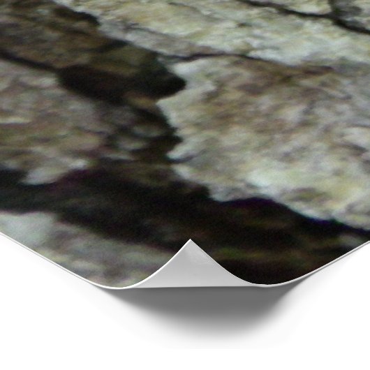 Oak Tree Bark Poster (Ecke)