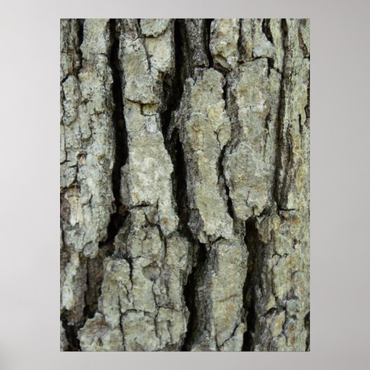 Oak Tree Bark Poster (Vorne)