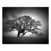 OAK TREE FOTODRUCK (Vorne)