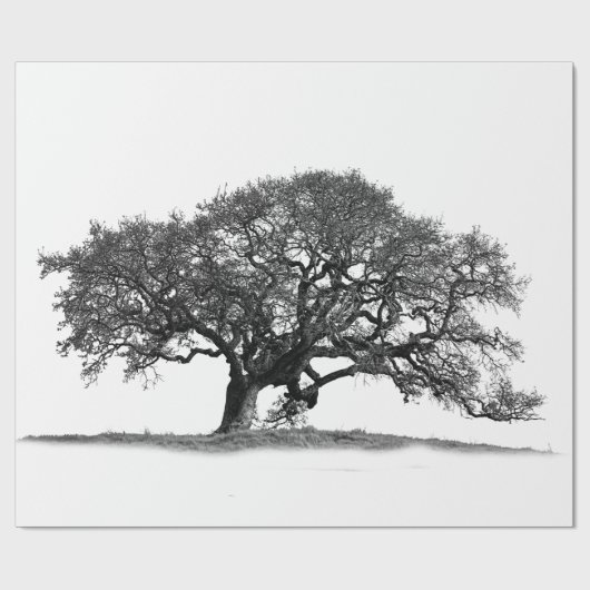 OAK TREE GESCHENKPAPIER (Flach)