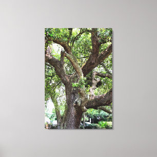 Oak Tree In The Park 7659 Jacksonville, Florida Leinwanddruck