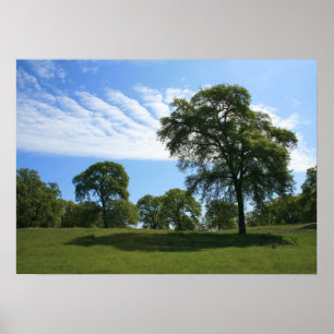 Oak Tree & Meadow Landschaft Foto Poster
