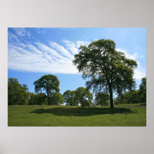 Oak Tree & Meadow Landschaft Foto Poster (Vorne)