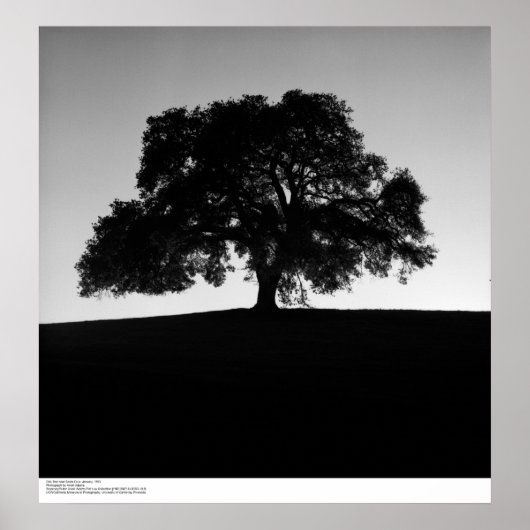 Oak Tree near Santa Cruz, Januar 1963 Poster (Vorne)