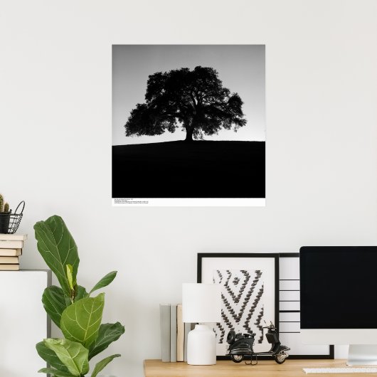 Oak Tree near Santa Cruz, Januar 1963 Poster (Heimbüro)