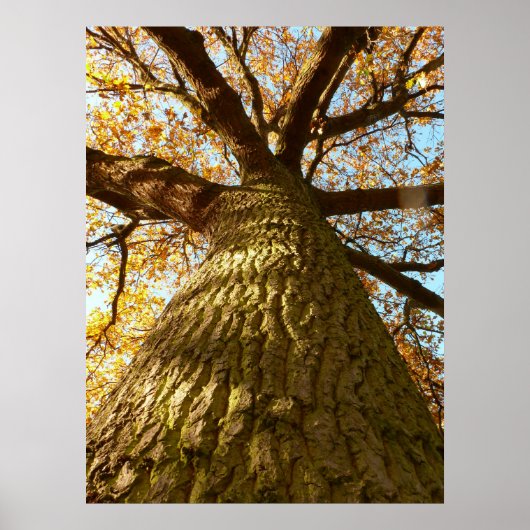 Oak Tree Poster (Vorne)