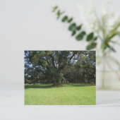 OAK TREE POSTKARTE (Stehend Vorderseite)