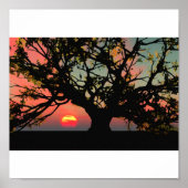 Oak Tree Sunset Poster (Vorne)