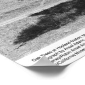 Oak Trees am Bahnhof Hopland, Mai 1966 Poster (Ecke)