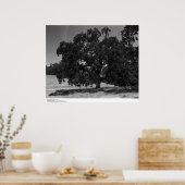 Oak Trees am Bahnhof Hopland, Mai 1966 Poster (Küche)