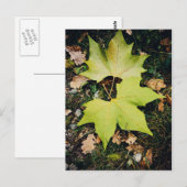 Oakenbaumgrün-Blätter Postkarte (Vorne/Hinten)