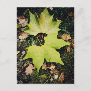 Oakenbaumgrün-Blätter Postkarte