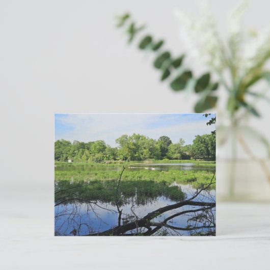 Oakland Metropark Swans Postkarte (Stehend Vorderseite)