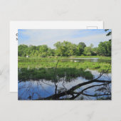 Oakland Metropark Swans Postkarte (Vorne/Hinten)