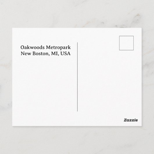 Oakland Metropark Swans Postkarte (Rückseite)