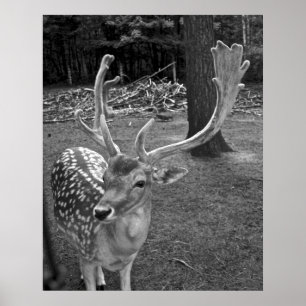 Oaklawn Deer Fine Art Print Poster