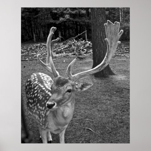 Oaklawn Deer Fine Art Print Poster (Vorne)