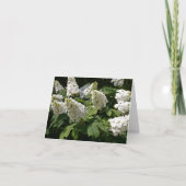 Oakleaf Hydrangea (Vorderseite)