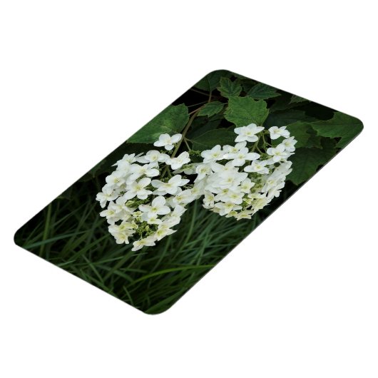 Oakleaf Hydrangea Magnet (Linke Seite)