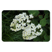 Oakleaf Hydrangea Magnet (Horizontal)