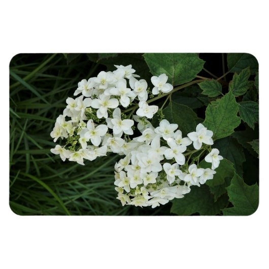 Oakleaf Hydrangea Magnet (Horizontal)