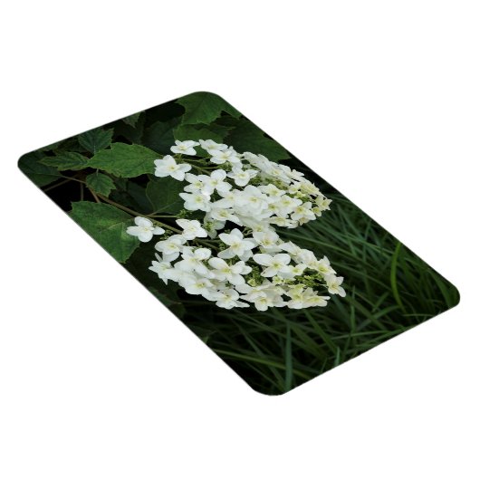 Oakleaf Hydrangea Magnet (Rechte Seite)