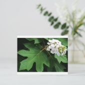 "Oakleaf hydrangea" von Coressel Productions Postkarte (Stehend Vorderseite)