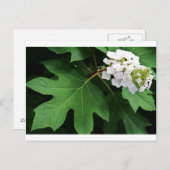 "Oakleaf hydrangea" von Coressel Productions Postkarte (Vorne/Hinten)