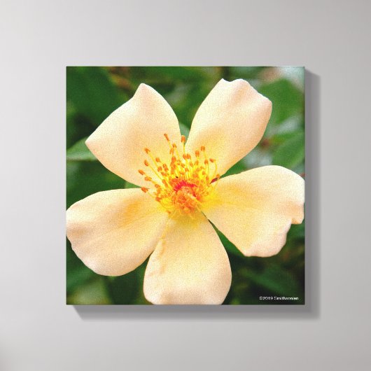 Oakley Fisher Rose Leinwanddruck (Vorderseite)