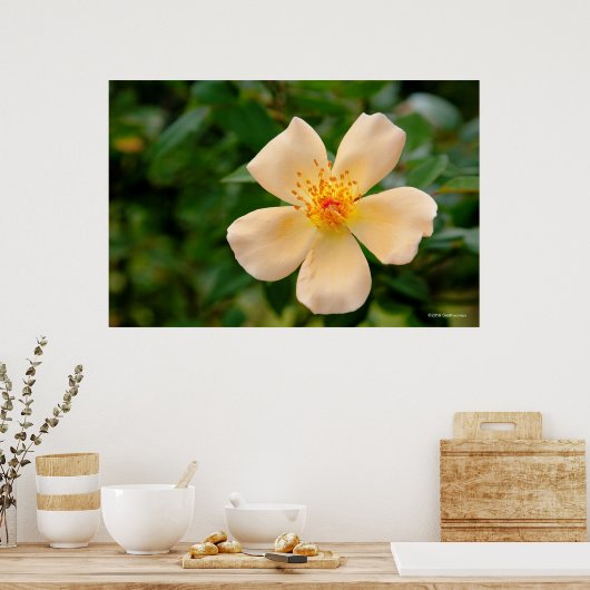 Oakley Fisher Rose Poster (Küche)