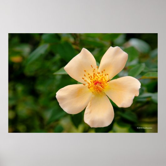 Oakley Fisher Rose Poster (Vorne)