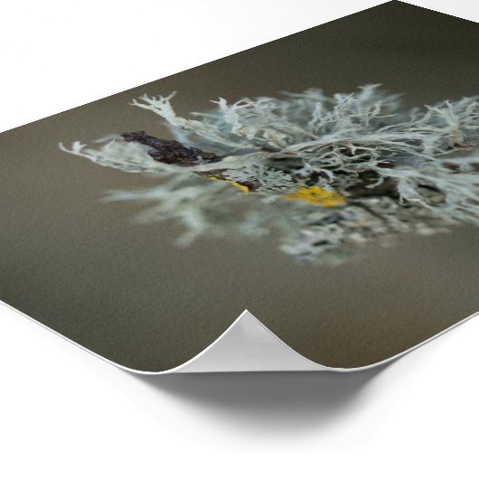 Oakmoss Lichen Poster (Ecke)