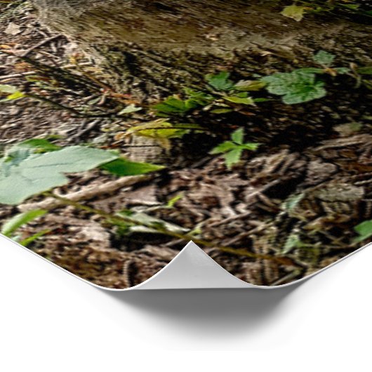 Oakwood Metropark Beaver Trail Poster (Ecke)