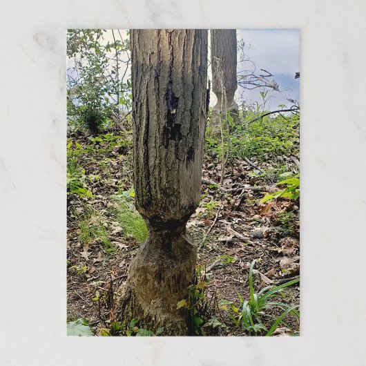 Oakwood Metropark Beaver Trail Postkarte