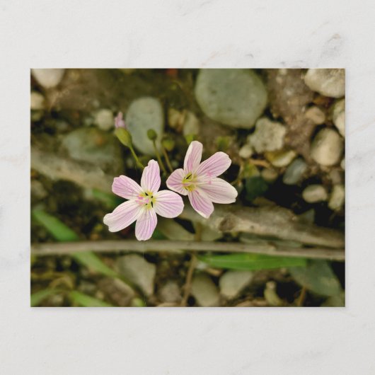 Oakwood Metropark Springbeauty Postkarte (Vorderseite)