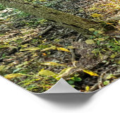 Oakwood Metropark Trail Poster Summer Forest (Ecke)