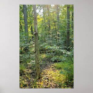 Oakwood Metropark Trail Poster Summer Forest