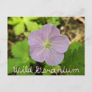 Oakwoods Metropark Wild Geranium mit Text Postkarte
