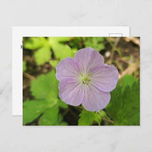 Oakwoods Metropark Wild Geranium Postkarte (Vorne/Hinten)