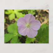 Oakwoods Metropark Wild Geranium Postkarte (Vorderseite)