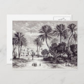 Oase von Gafsa: Tunis Postkarte (Vorne/Hinten)