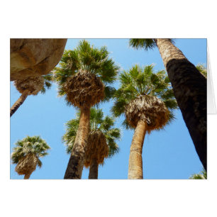Oasenpalmen im Joshua Tree National Park