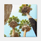 Oasis Palms am Joshua-Tree-Nationalpark Magnet (Vorne)
