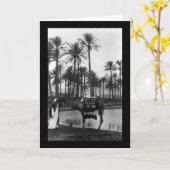 Oasis View Pyramid 1902 Karte (Gelbe Blume)
