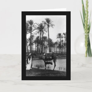 Oasis View Pyramide 1902 Karte