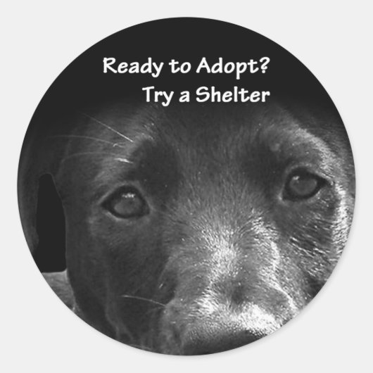 Obdachlose Adoption Sticker Hund (Vorderseite)