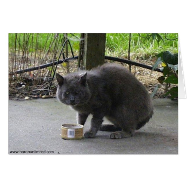 Obdachlose Tom Cat (Vorderseite (Horizontal))