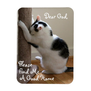 Obdachloses Katzengebet - Magnet