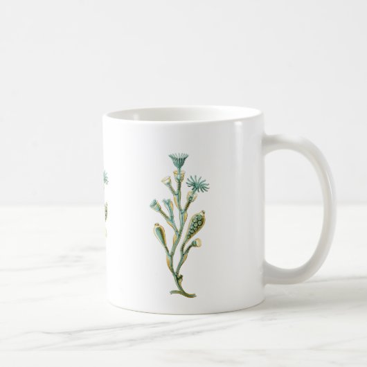 Obelia (Quallen) Kaffeetasse (Rechts)